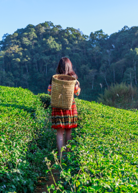Mai Chau Lodge - tea field